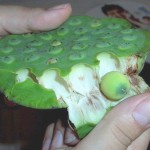 el loto sagrado