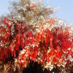 El árbol de los deseos