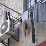 Pollos tendidos
