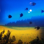 Peceras